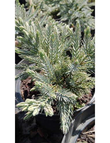 Jałowiec łuskowaty 'Blue Star' - Juniperus 3L