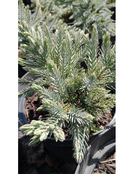 Jałowiec łuskowaty 'Blue Star' - Juniperus 3L
