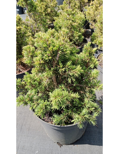 Świerk pospolity 'Tompa' - Picea 3L