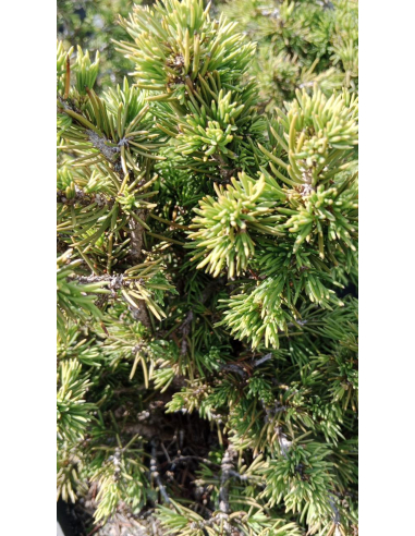 Świerk pospolity 'Tompa' - Picea 3L