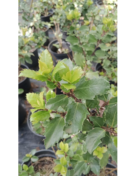 Ostrokrzew Meservy 'Heckenstar' - 3L