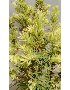 Cis pośredni 'Farmen' -  Taxus 3L