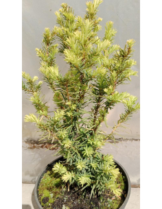Cis pośredni 'Farmen' -  Taxus 3L 2