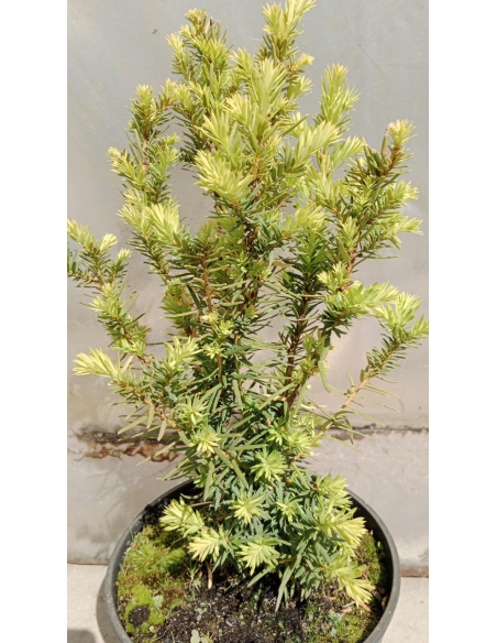 Cis pośredni 'Farmen' -  Taxus 3L