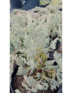 Jałowiec płożący 'Blue Chip' - Juniperus. 3L