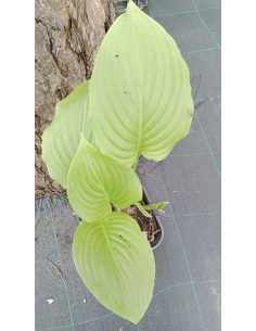 Funkia babkolistna 'Grandiflora' - plamtaginea 2L