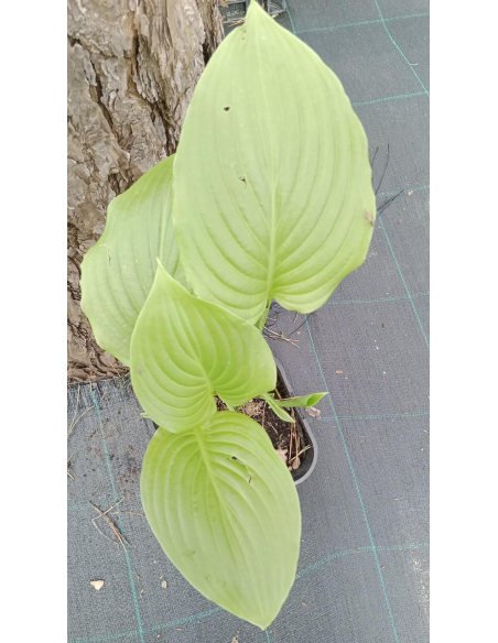 Funkia babkolistna 'Grandiflora' - plamtaginea 2L