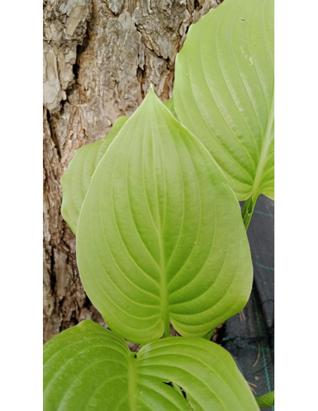 Funkia babkolistna 'Grandiflora' - plamtaginea 2L