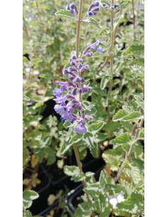 Kocimiętka Faassena 'Walker's Lov' - Nepeta 1L