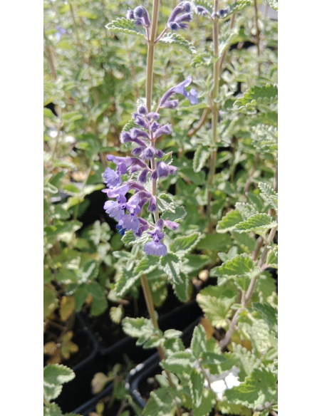 Kocimiętka Faassena 'Walker's Lov' - Nepeta 1L