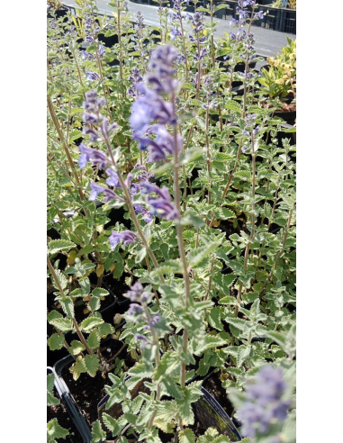 Kocimiętka Faassena 'Walker's Lov' - Nepeta 1L