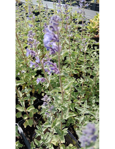 Kocimiętka Faassena 'Walker's Lov' - Nepeta 1L