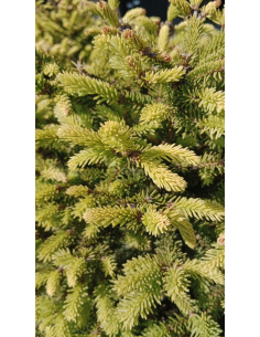 Świerk pospolity 'Barryi' - Picea 3L 2