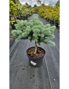 Świerk kłujący 'Glauca Globosa' - 2L