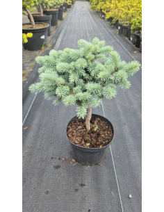 Świerk kłujący 'Glauca Globosa' - 2L 2