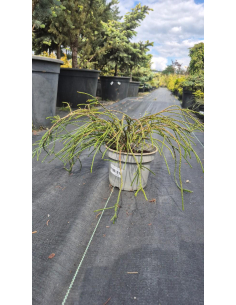 Żywotnik olbrzymi 'Whipcord' 2L - Thuja plicata
