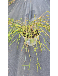 Żywotnik olbrzymi 'Whipcord' 2L - Thuja plicata 2