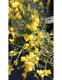 Janowiec lidyjski - Genista lydia 2L