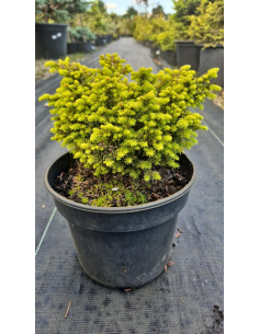 Świerk pospolity 'Little Gem' - Picea  2L