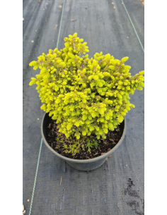 Świerk pospolity 'Little Gem' - Picea  2L 2