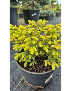 Świerk pospolity 'Nidiformis' 3L