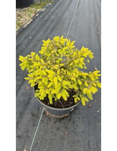 Świerk pospolity 'Nidiformis' 3L 2