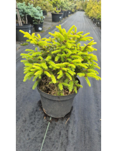 Świerk pospolity 'Barryi' - Picea 3L