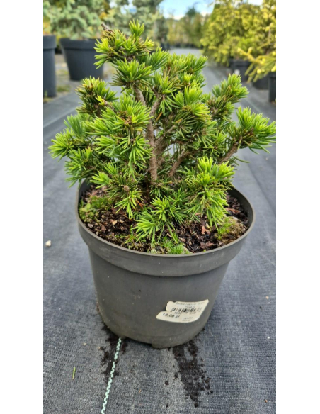 Świerk pospolity 'Tompa' - Picea 3L