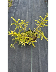 Świerk pospolity 'Inversa' - Picea 3L 2