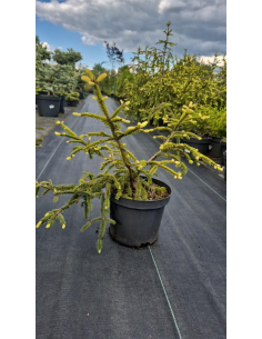 Świerk pospolity 'Inversa' - Picea 3L