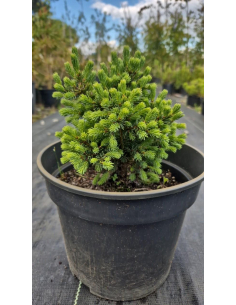Świerk pospolity 'Echiniformis' 3L