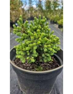 Świerk pospolity 'Echiniformis' 3L 2