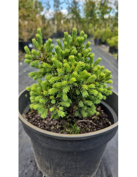 Świerk pospolity 'Echiniformis' 3L