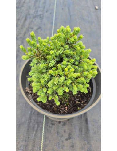 Świerk pospolity 'Echiniformis' 3L
