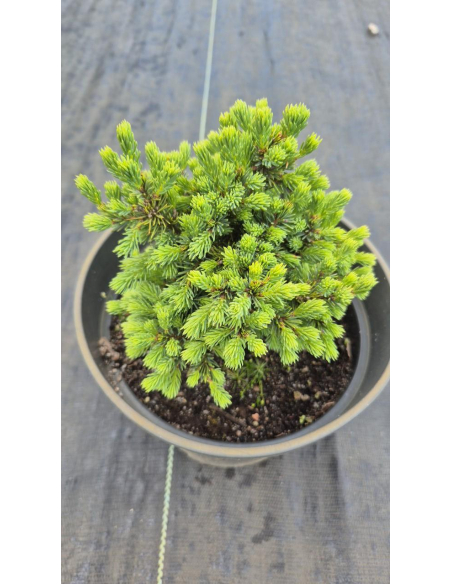 Świerk pospolity 'Echiniformis' 3L