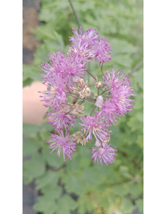 Rutewka 'Black Stockings' - 3L- Thalictrum 