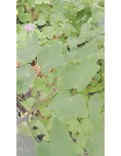 Rutewka 'Black Stockings' - 3L- Thalictrum  2