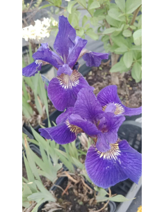 Kosaciec syberyjski 'Ruffled Velvet' -1L- Iris sibirica