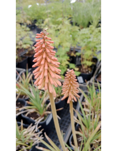Trytoma groniasta 'Express' -  Kniphofia uvaria 2L