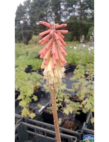Trytoma groniasta 'Express' -  Kniphofia uvaria 2L