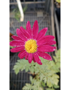 Wrotycz szkarłatny 'Duro' – Tanacetum coccineum 1L | Bylina o czerwonych kwiatach