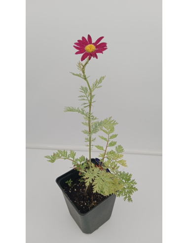 Wrotycz szkarłatny 'Duro' – Tanacetum coccineum 1L | Bylina o czerwonych kwiatach