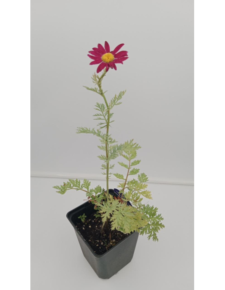 Wrotycz szkarłatny 'Duro' – Tanacetum coccineum 1L | Bylina o czerwonych kwiatach