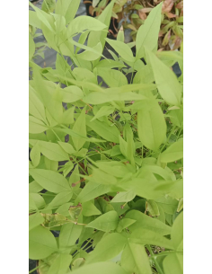 Nandina domestica Magical Lemon and Lime 'Lemlim'