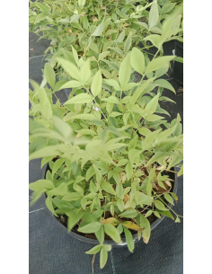 Nandina domestica Magical Lemon and Lime 'Lemlim' 2