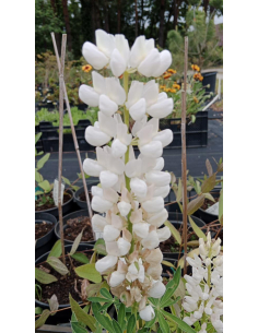 Łubin trwały 'Gallery Weiss' -2L- Lupinus Nanus Russe