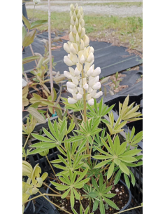 Łubin trwały 'Gallery Weiss' -2L- Lupinus Nanus Russe 2