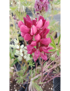 Łubin trwały 'Gallery Rot' - 2L-  Lupinus nanus Russel