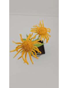 Dzielżan Hoopesa - Helenium hoopesii 1L