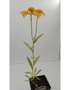 Dzielżan Hoopesa - Helenium hoopesii 1L 2